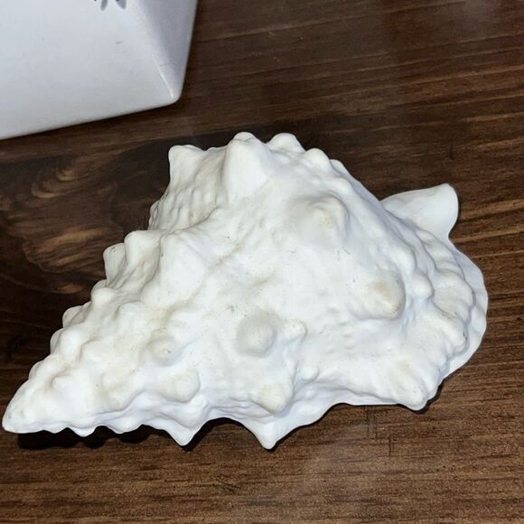 Small Bone China Seashell 4” - Picture 2 of 6